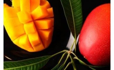 宮崎県新富町で「儲かる農業」をテーマにした農業育成講座「農業塾」開催