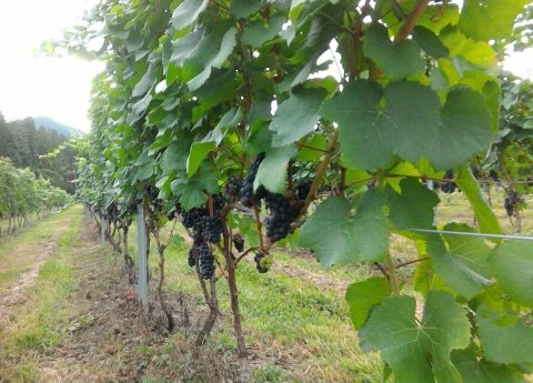 醸造用ブドウの品質向上にスマート農業を活かす「信州ワインバレー構想」〜長野県高山村の例