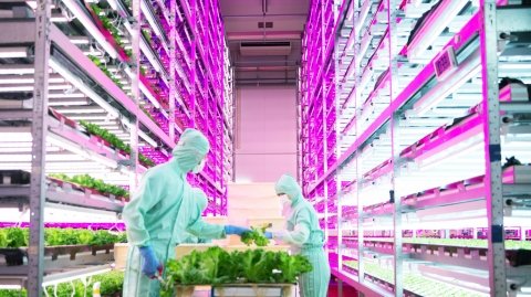 MIRAI株式会社の大規模人口光型植物工場システム、ロシア極東に導入・運営サポート