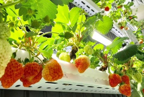 NTT西日本ら3社、いちご植物プラントのトライアルパートナーを募集