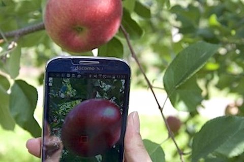 リンゴの収穫適期をAIで判定するスマートフォンアプリの可能性