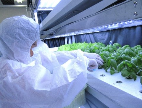 小学生対象の野菜づくり体験型学習講座、明治大学の植物工場で参加者募集中