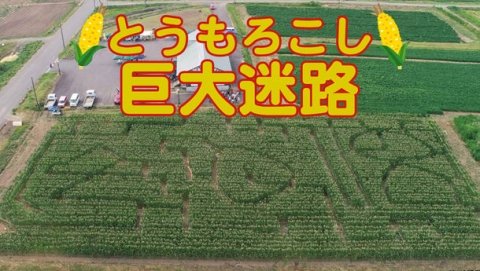 親子で自然を満喫「とうもろこし巨大迷路」が出現！ 山形県鶴岡市・月山高原にて