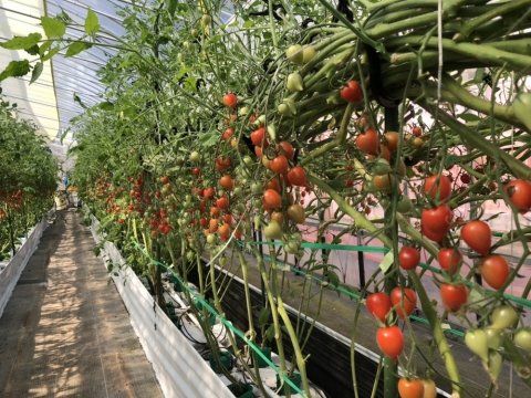 シン・エナジーと秋田県がミニトマト「恋ベリー」を栽培