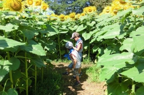 農業×アートの祭典「TURNフェス5」で「ヒマワリ迷路」一般公開へ