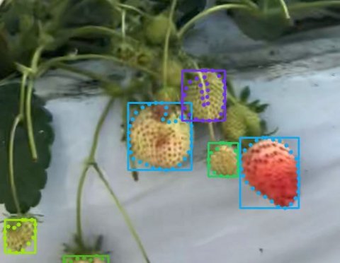 スマホカメラ×AIでイチゴの病害虫＆収穫予測  ──株式会社美らイチゴ（沖縄県）