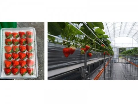 ロシアでの日本式いちご栽培支援に、オプティムの現場管理支援サービス「Smart Field」が貢献
