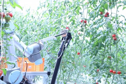 15秒でミニトマトを自動収穫できるAI自動走行型アームロボットの実証実験がスタート