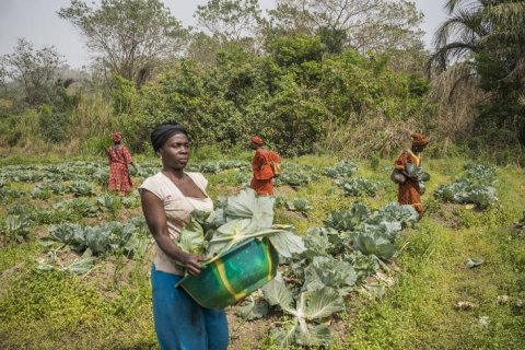 国連食糧農業機関（FAO）、 「世界農業白書2019」を公開 食料ロス削減にインセンティブ活用も