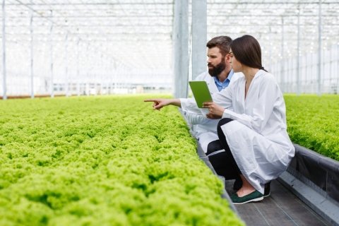 農作物の体調を“リアルタイム”で診断する新技術とは？