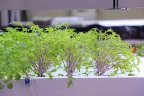 明治大学植物工場基盤技術研究センターと企業3社によるシンポジウム、10月27日（日）開催