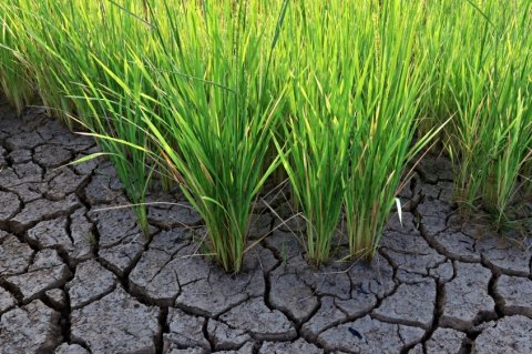 農研機構、研究発表会「温暖化の進行により増加する高温や豪雨に負けない農業をめざして」を1月21日に開催