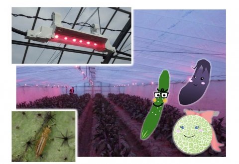 減農薬と抵抗性害虫の防除を目指す「赤色LEDによるアザミウマ類防除マニュアル」公開
