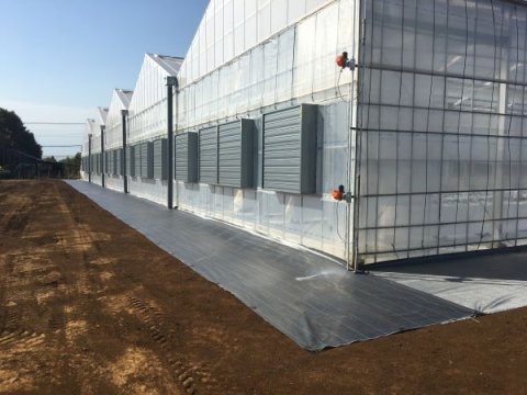 「太陽光利用型環境制御ハウス」で高糖度ミニトマトを栽培するOSMIC、企業の農業参画をサポート