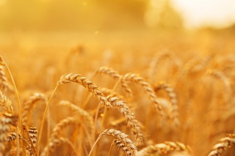 農研機構が成果発表会「日本海側砂丘地・気候におけるICTを活用した高品質小麦の 安定・省力生産技術の開発」を1月16日に開催