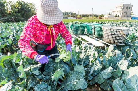 日本と台湾で「有機食品の同等性」を相互承認 有機農産物の輸出入が可能に