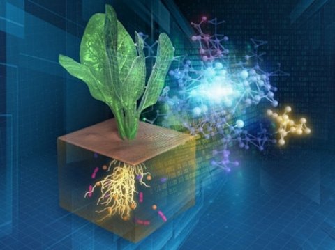 理研、農業生態系の植物・微生物・土壌ネットワークのデジタル化に成功