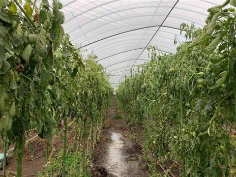 ポケットマルシェ、「#豪雨被害で困っています」タグで生産者を応援