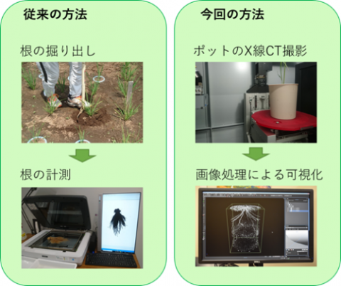 X線CTで土中の根を確認可能に 農研機構とかずさDNA研究所が開発