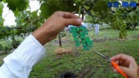 ぶどうの摘粒作業をAIで効率化 山梨大学とドリームファームが開発