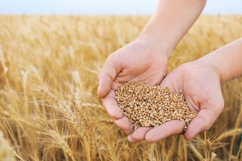 国産小麦普及のカギは「備蓄施設」と「産地間連携」【コメより小麦の時代へ 最終回】