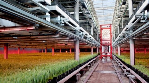オランダ式の大規模園芸施設、イノチオアグリが国内で販売