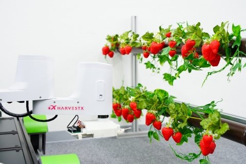 HarvestX、イチゴ栽培を完全自動化する植物工場向けロボット「XC1」を開発中