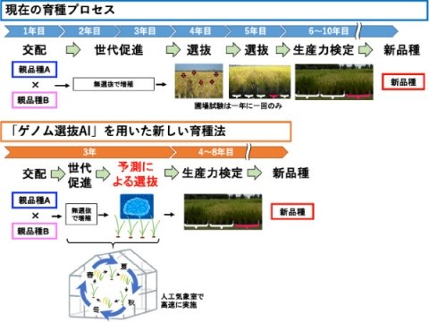 農研機構、イネの収量や品質を予測する「ゲノム選抜AI」を開発