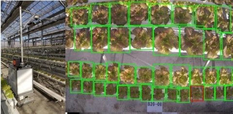 トーヨーホールディングス、水耕栽培レタスのAIによる不良苗検出システムを開発