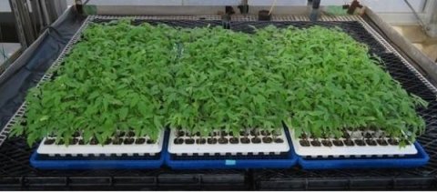 農研機構、低コストな樹脂製テープを活用したトマト用接ぎ木装置を開発