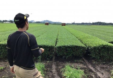 日本産農産物の海外輸出成功に必要なこと〜日本茶に学ぶ農産物輸出（後編）