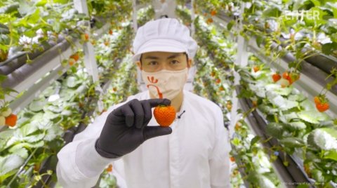 Oishii Farm、日本の栽培技術を活用した栽培自動化いちご工場の開発へ