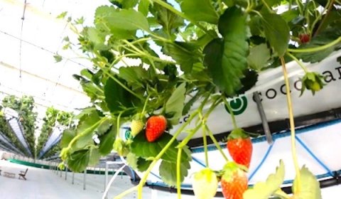 持続可能な有機培土「ココカラココピート」を導入したイチゴの養液栽培事例が公開