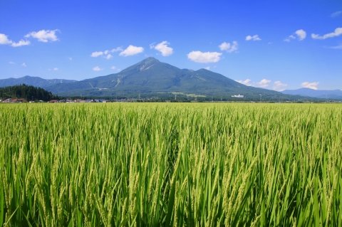 「天のつぶ」ってどんなお米？合う料理は？【お米の銘柄紹介】