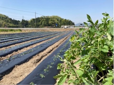 ヤンマーマルシェ、滋賀県長浜市でスマート農業を活用した加工用トマトの実証栽培を開始