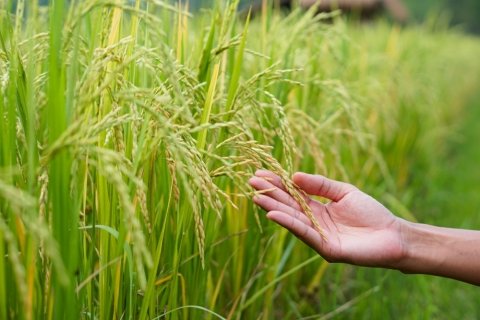 特別栽培米とは？ 無農薬との違いや表示ルールなどお米選びのポイントを紹介