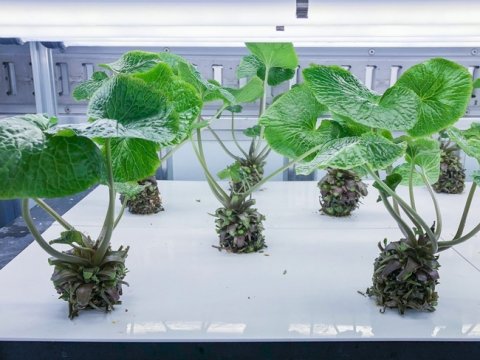 わさびの植物工場栽培を目指し、沖縄県で試験栽培がスタート