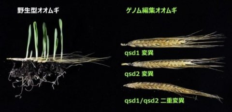 岡山大学、ゲノム編集技術によるオオムギの種子休眠の期間調節に成功