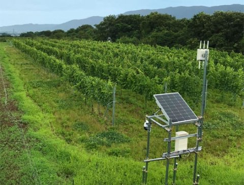 ローカル5Gを活用した農業管理ソリューション、富山県のブドウ畑に導入