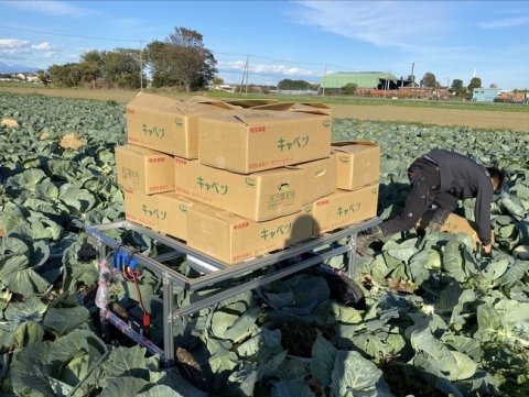 埼玉県深谷市の農家が企業と共同で「キャベツ搬送ロボット」を開発