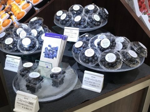 東京農工大学、植物工場で生産したブルーベリーの冬季出荷に成功