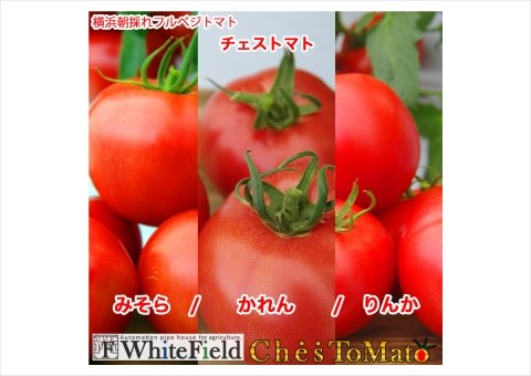 AIで栽培する全自動ビニールハウスでトマト初収穫 横浜市でスタート