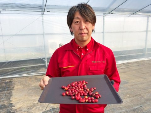 岡山県のやまこうファーム、太陽光利用の温室で国産コーヒーの収穫に成功