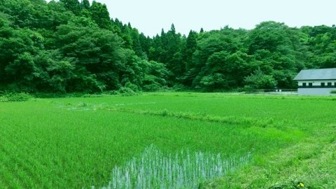 秋田高専、下水再生水を活用した酒造好適米栽培の実証実験を開始