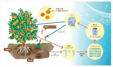 NTT西日本ら、果樹栽培におけるマルチオミクス解析で共同研究