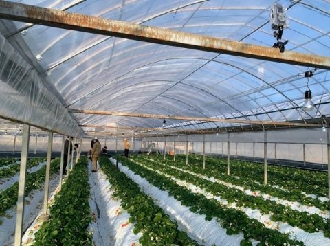 NTT西日本ら、高知県佐川町でAIを活用したイチゴ栽培の実証実験を開始