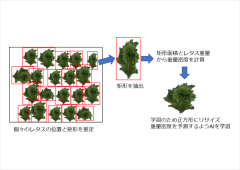 NEDOとファームシップ、AIでレタスの生育状況を把握するアルゴリズムを開発