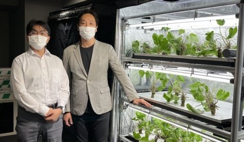 NEXTAGEとトヨタ紡織、植物工場でのわさびの自動栽培試験を開始