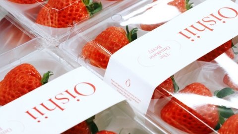 日本の栽培技術で世界最大のいちごの植物工場を開設 Oishiiが米ニュージャージー州に