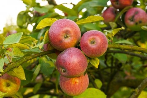 ドローン受粉などで持続可能なりんご産業を実現 「りんごDX」が青森県でスタート